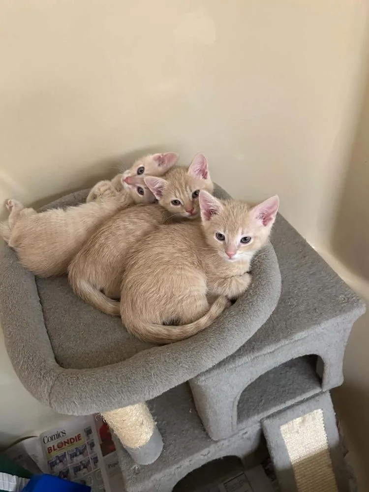 A baby small-sized male Domestic Short Hair cat named Sir Knight for adoption in Groveland, MA