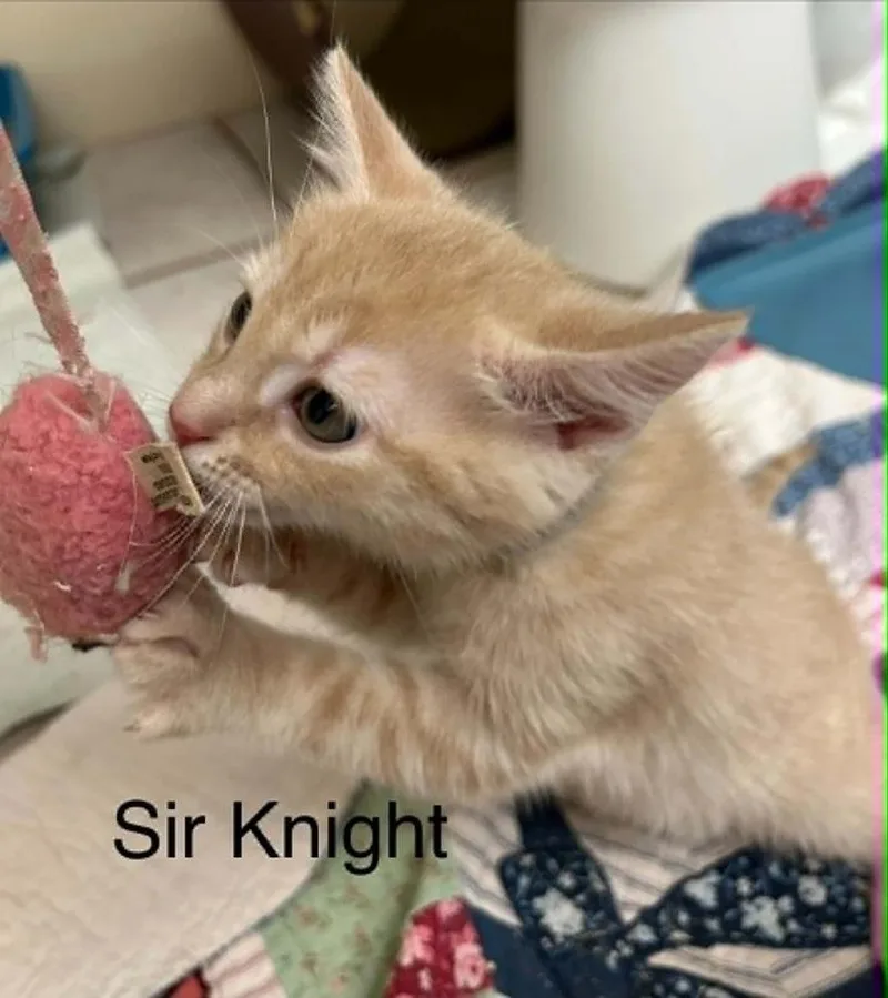 Sir Knight thumbnail 2