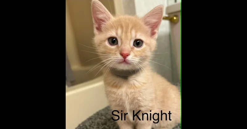 Sir Knight thumbnail 3