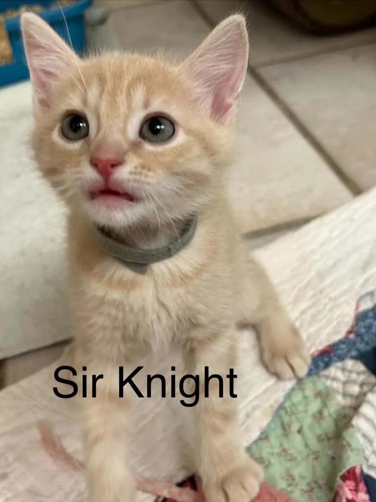 Sir Knight thumbnail 4