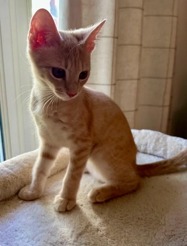 A baby medium-sized female Tabby (Orange / Red) Domestic Short Hair cat named Lyric for adoption in Austin, TX