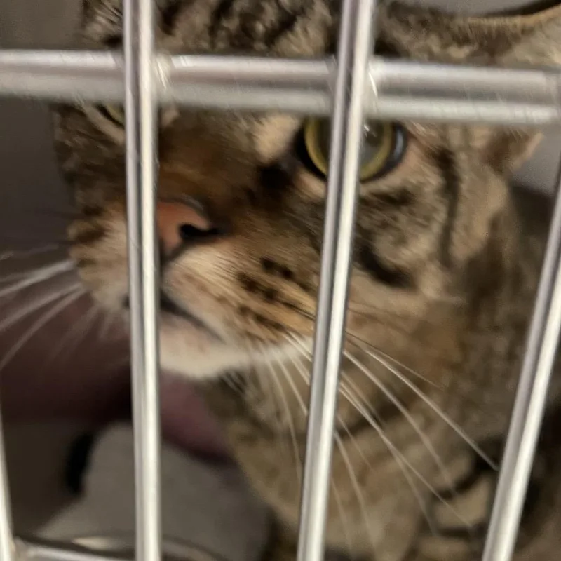 An adult large-sized male Brown / Chocolate Domestic Short Hair cat named Viper for adoption in Port Charlotte, FL