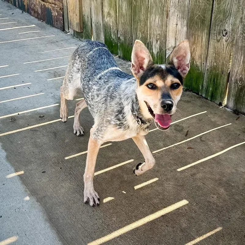 An adult medium-sized female Merle (Blue) Mixed Breed dog named Marlee for adoption in Groveland, MA