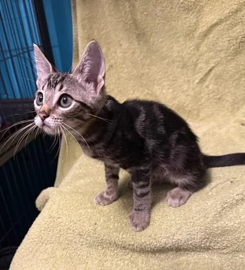 A baby small-sized male Domestic Short Hair cat named Willy for adoption in Sacramento, CA
