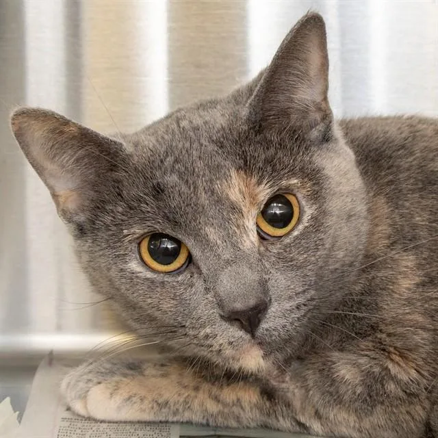 A young small-sized female Domestic Short Hair cat named April for adoption in St. Louis, MO