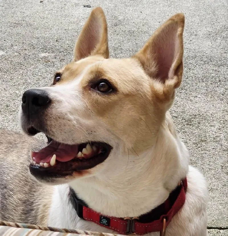 Cadi: This Happy Survivor thumbnail 2