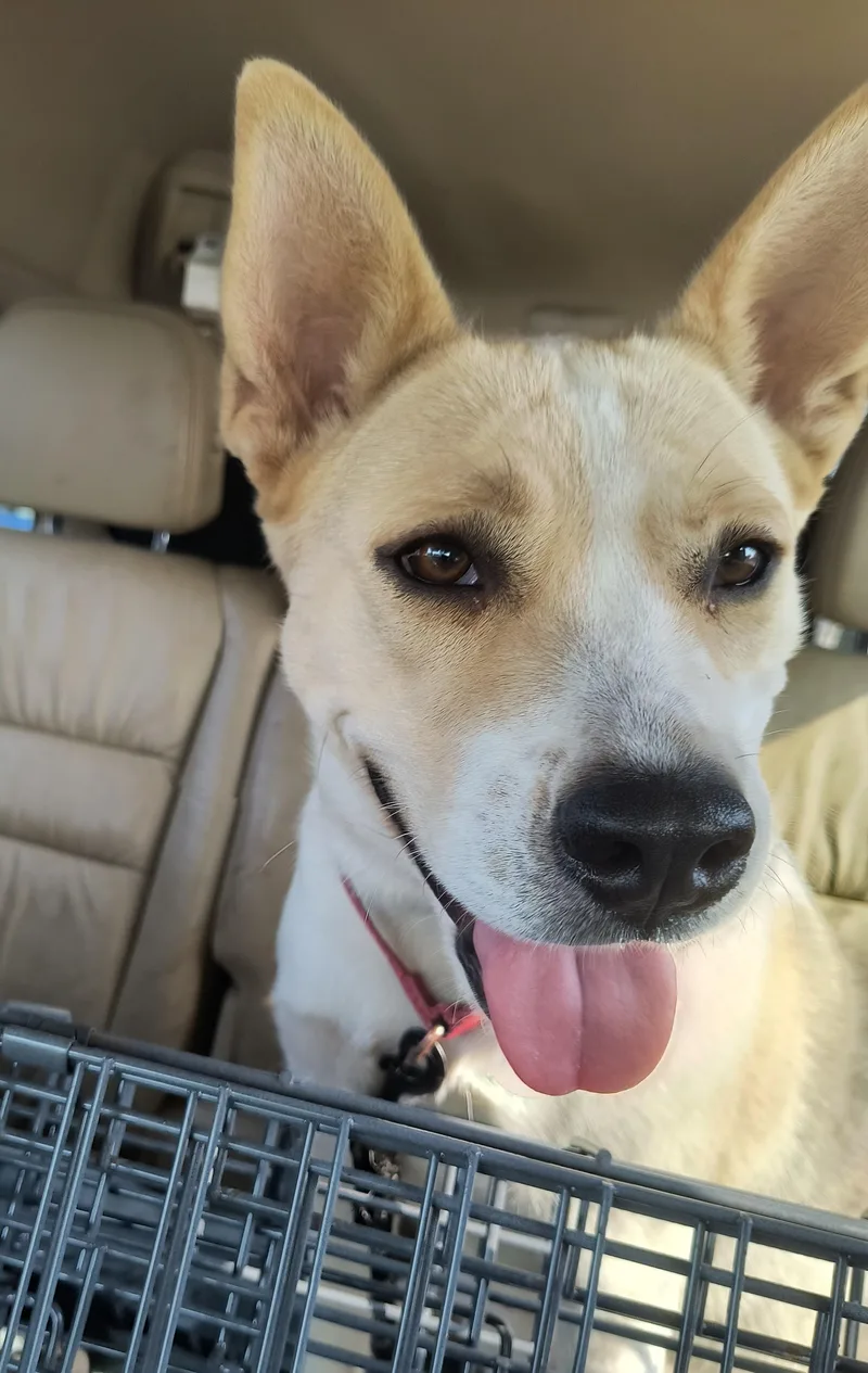 Cadi: This Happy Survivor thumbnail 4