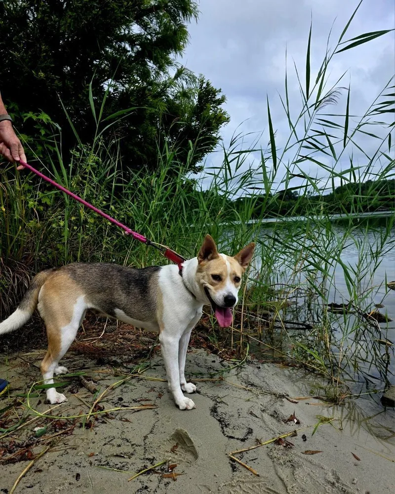 Cadi: This Happy Survivor thumbnail 5