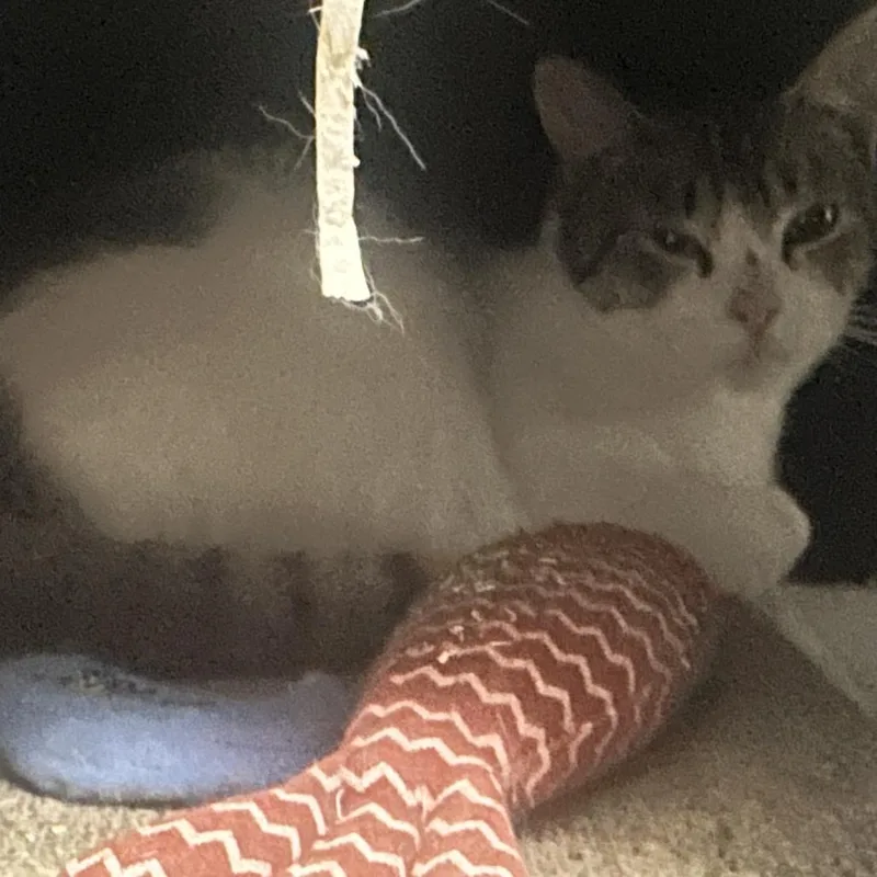 A young small-sized male White Domestic Short Hair cat named Tee Grizzley for adoption in Brooklyn, NY