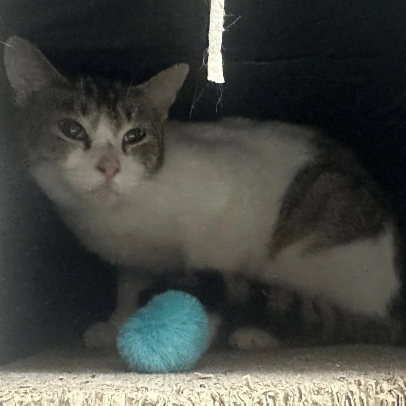 Tee Grizzley thumbnail 2