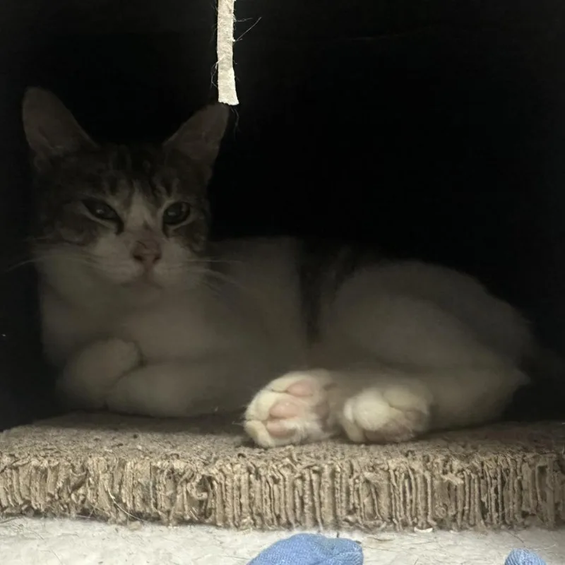 Tee Grizzley thumbnail 3