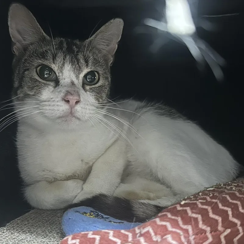 Tee Grizzley thumbnail 4