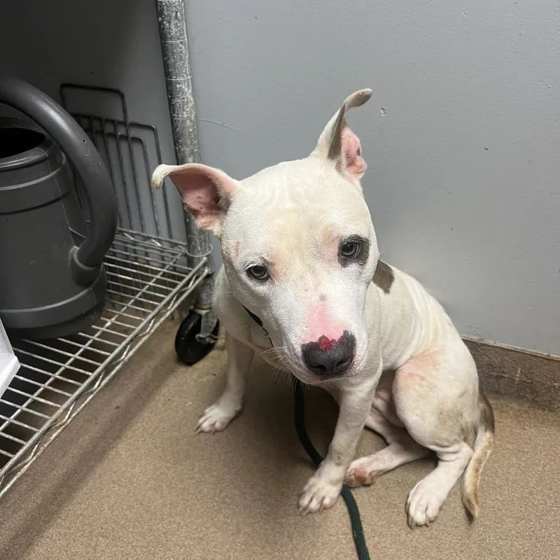 A young medium-sized female White / Cream Mixed Breed dog named Roxy for adoption in Chattanooga, TN