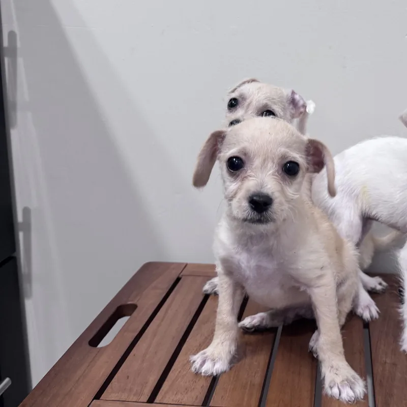 A baby small-sized female Yellow / Tan / Blond / Fawn Miniature Schnauzer dog named Adelynn for adoption in San Diego, CA