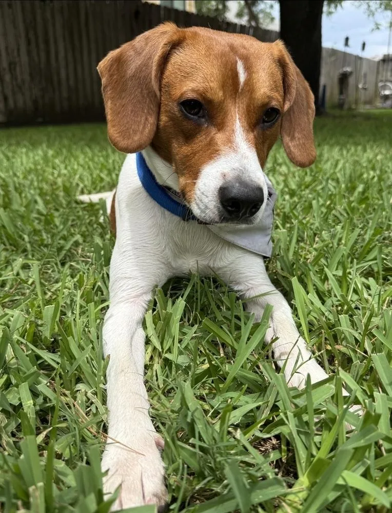 Cooper