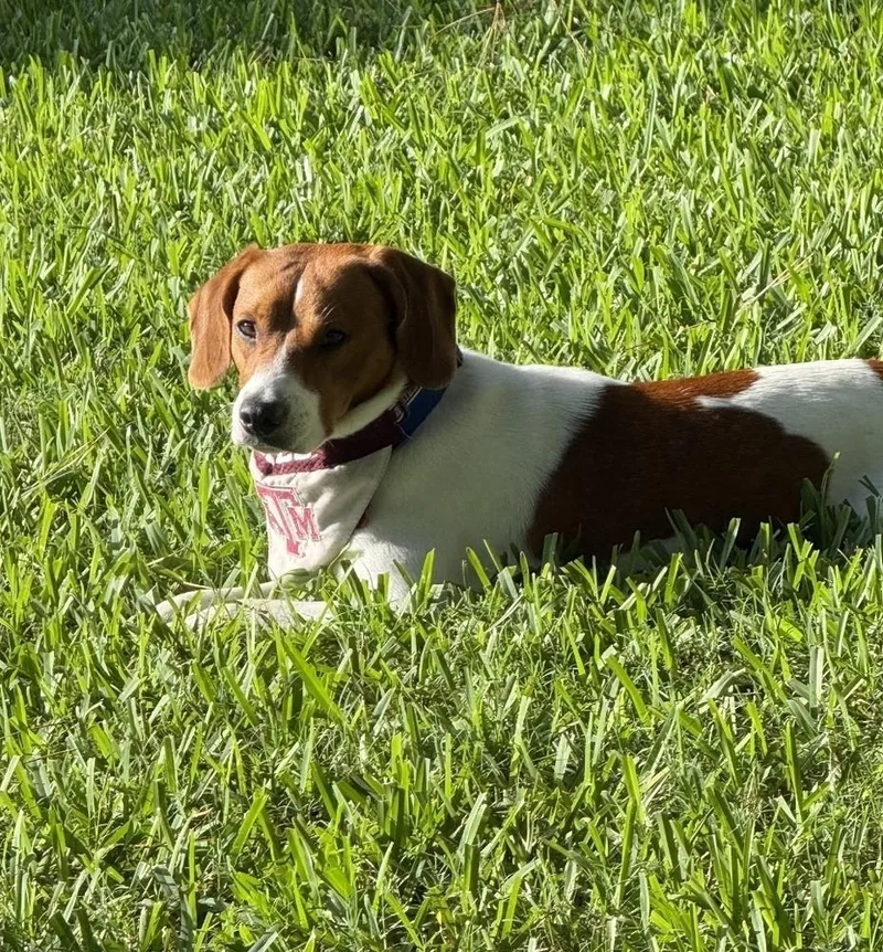 Cooper thumbnail 4