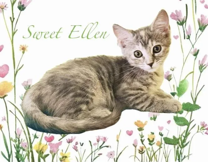Dreamer & Sweet Ellen thumbnail 5