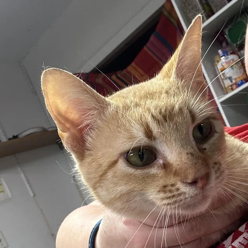 An adult medium-sized male Orange / Red Domestic Short Hair cat named Kaos for adoption in Leander, TX