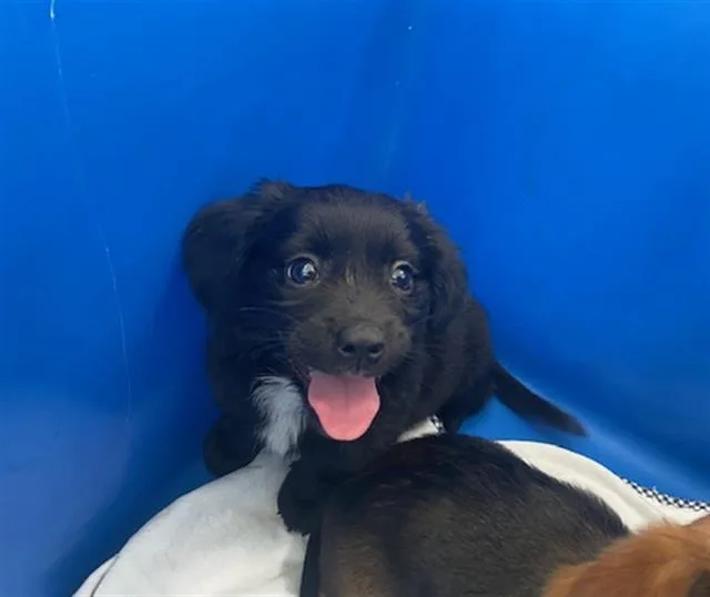 A baby medium-sized female Mixed Breed dog named Lilly for adoption in Dallas, TX