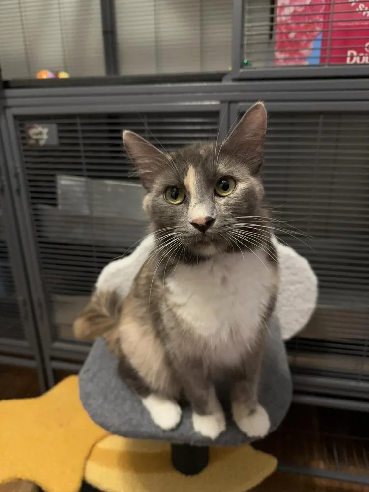 Cat Cafe Princess thumbnail 2