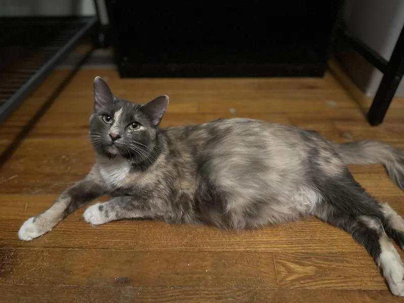 Cat Cafe Princess thumbnail 5