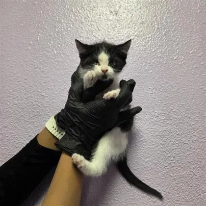 A baby small-sized female White Domestic Medium Hair cat named 61050719 for adoption in El Paso, TX