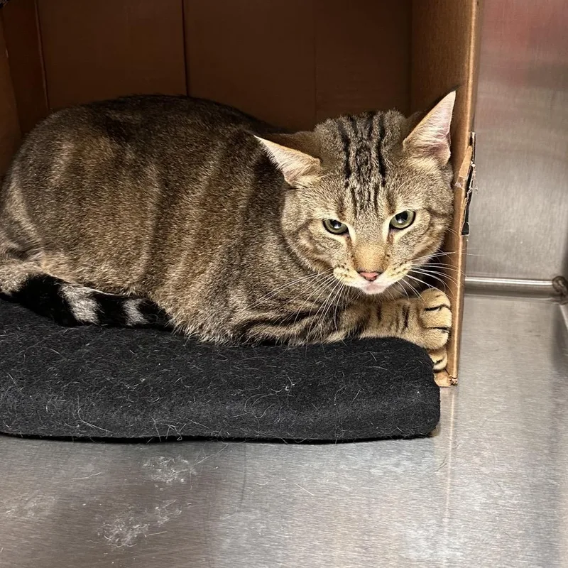 An adult extra large-sized male Brown / Chocolate Domestic Short Hair cat named Bandit for adoption in East Smithfield , PA