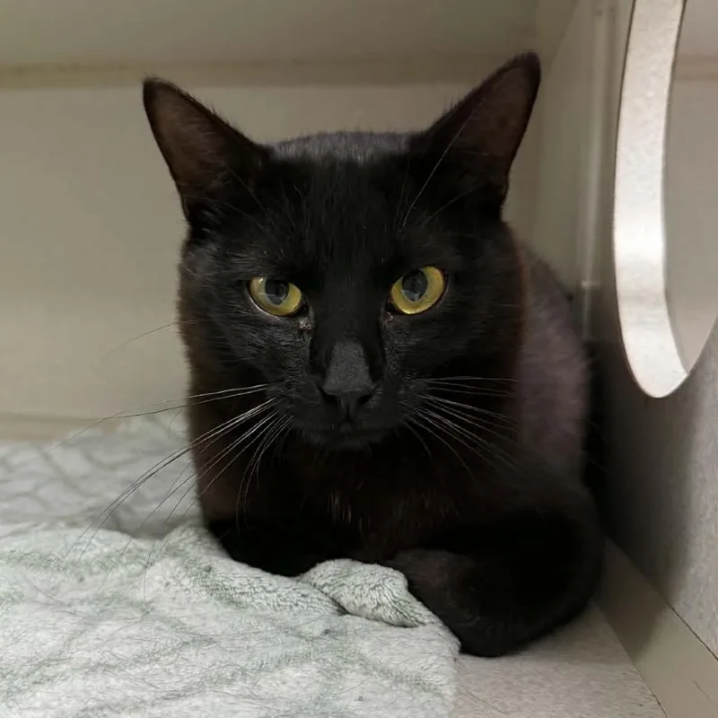 A young medium-sized male Black Domestic Short Hair cat named Slurpee for adoption in Aldie, VA