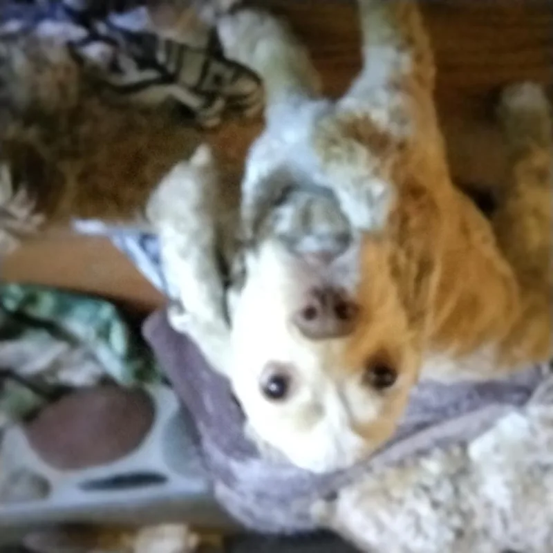 An adult small-sized male Yellow / Tan / Blond / Fawn Cocker Spaniel dog named Nacho for adoption in Grove, OK