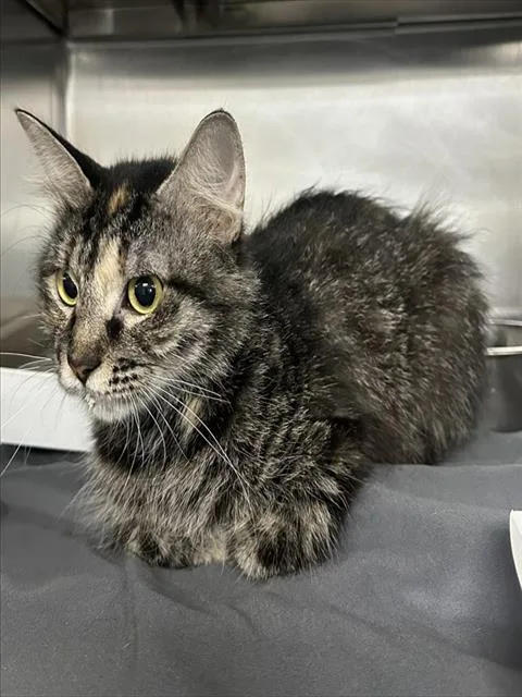 An adult medium-sized female Domestic Medium Hair cat named A for adoption in Pasadena, TX