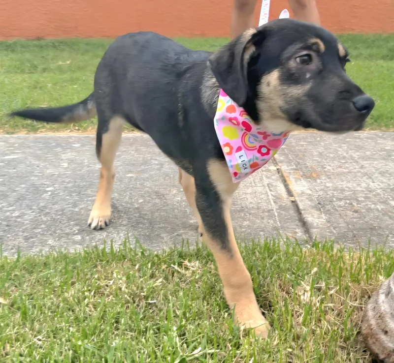 Maxi Cleopatra "a Bundle thumbnail 3