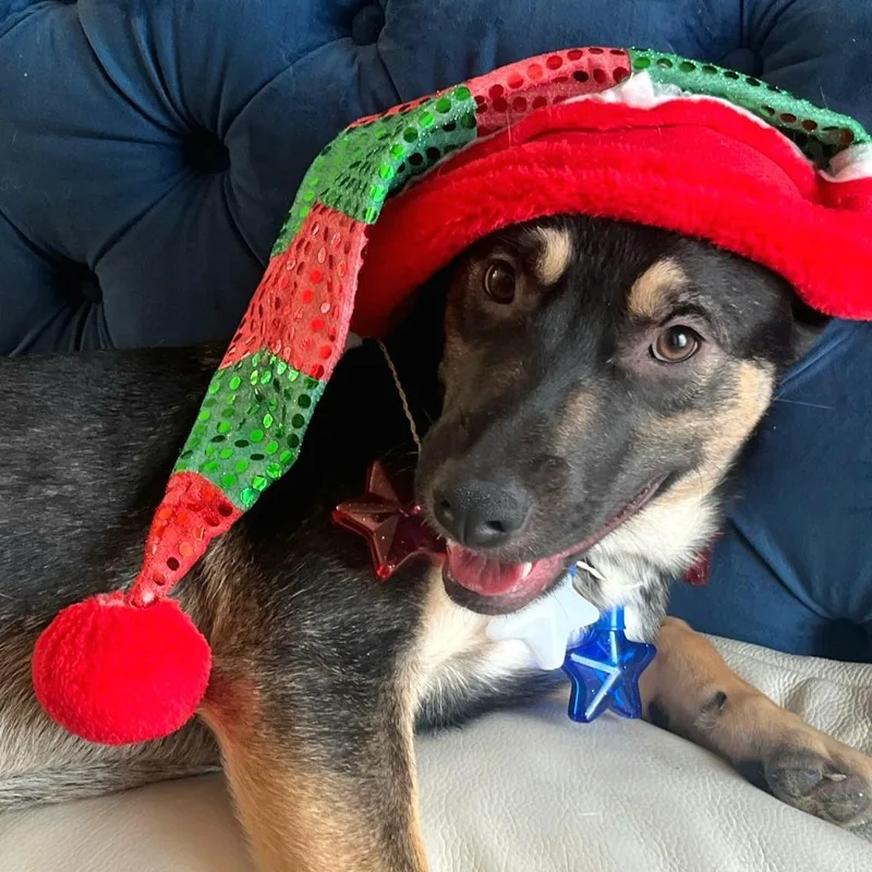 Maxi Cleopatra "a Bundle thumbnail 4