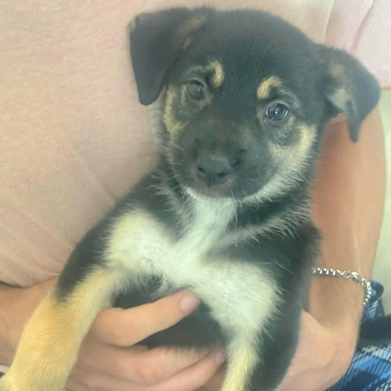 Maxi Cleopatra "a Bundle thumbnail 5