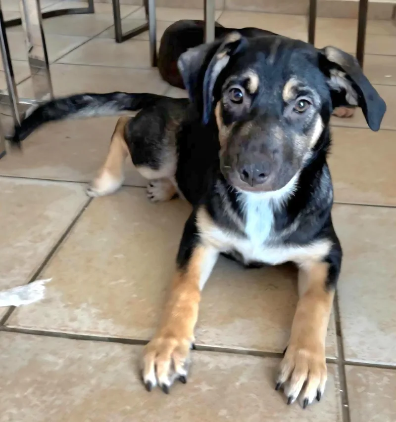 Maxi Cleopatra "a Bundle thumbnail 6