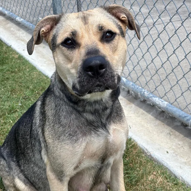 An adult medium-sized female Yellow / Tan / Blond / Fawn German Shepherd Dog dog named Pan Dulce for adoption in League City, TX