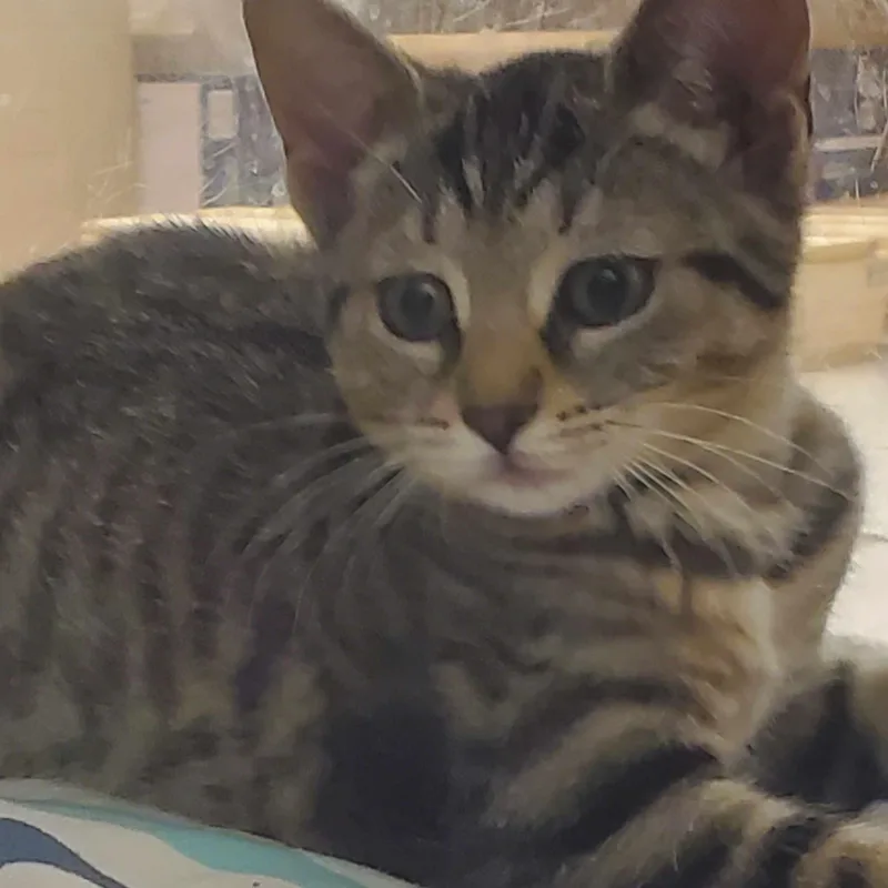 A baby medium-sized female Tabby (Brown / Chocolate) Domestic Short Hair cat named Mimmy for adoption in Grove City, OH