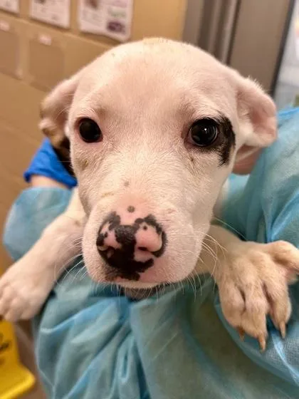A baby large-sized female White / Cream Mixed Breed dog named Charlotte for adoption in Wichita, KS