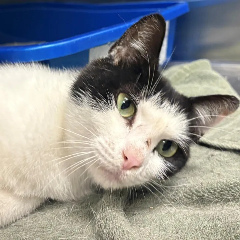 An adult medium-sized female Black Domestic Short Hair cat named Sequoia for adoption in East Hanover, NJ