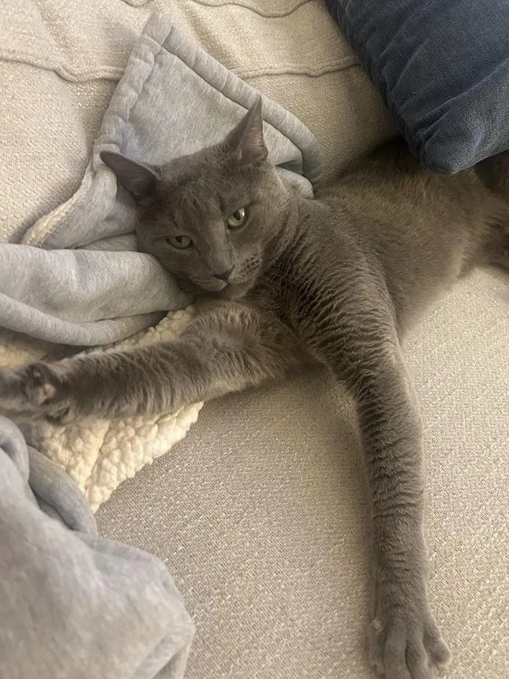An adult medium-sized male Gray / Blue / Silver Domestic Short Hair cat named Moonshine for adoption in New York, NY
