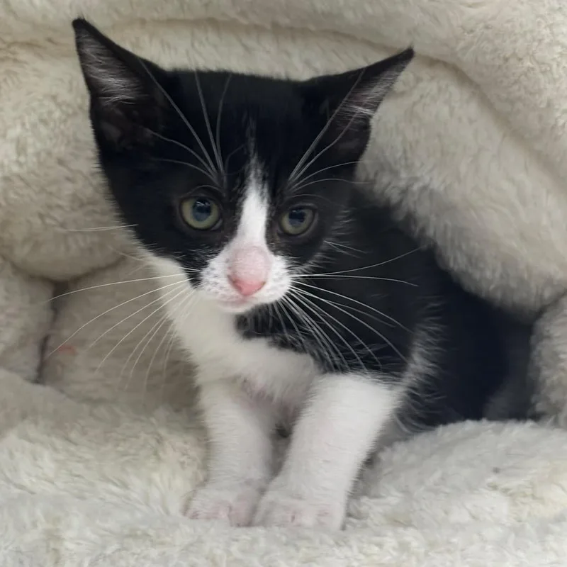 A baby small-sized female Black Domestic Short Hair cat named Kaito for adoption in Lauderhill, FL