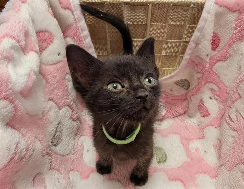 A baby small-sized male Black Domestic Short Hair cat named Seaweed for adoption in WARNER ROBINS, GA