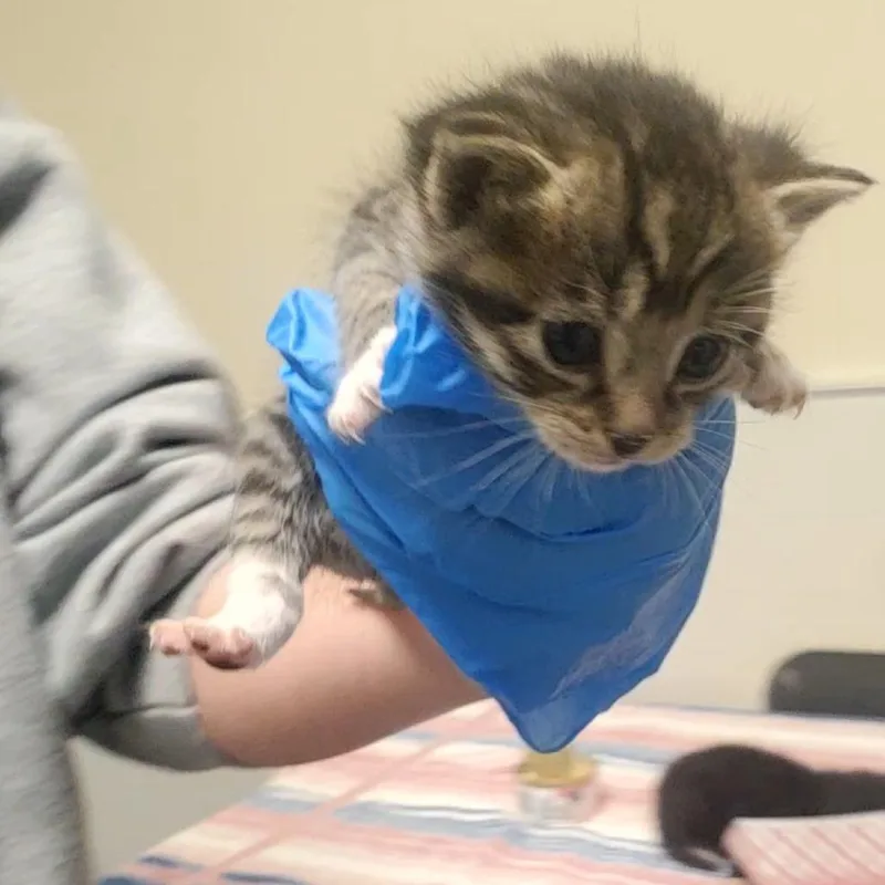 A baby small-sized male Black Domestic Short Hair cat named Bud for adoption in Novelty, OH