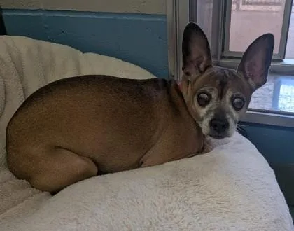 A senior small-sized female Italian Greyhound dog named Molly for adoption in Missoula, MT