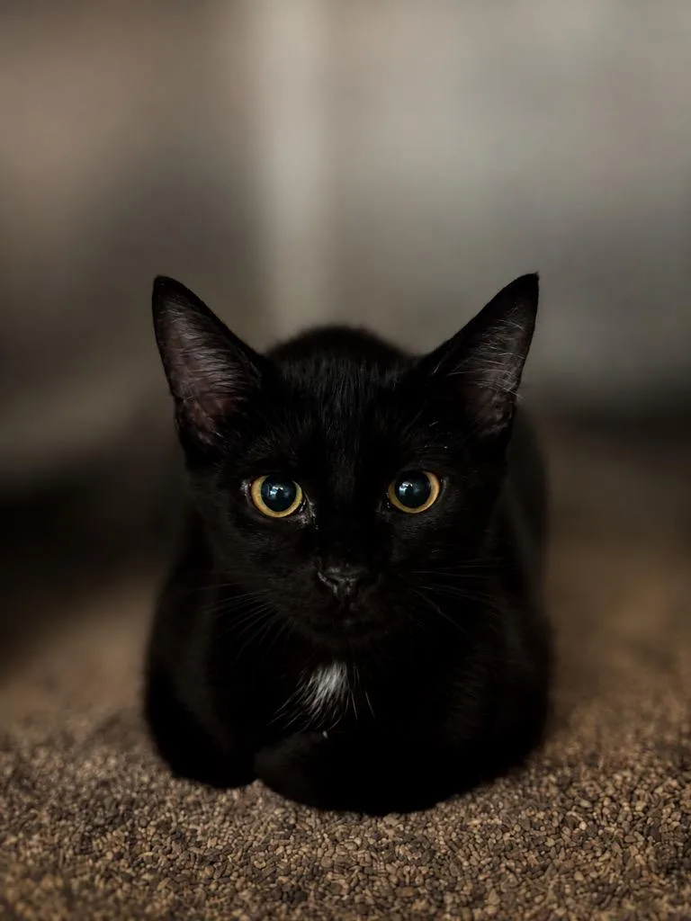 Sookie