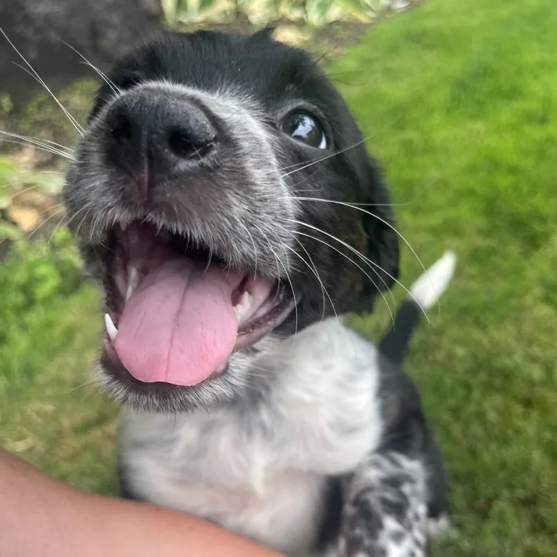 A baby medium-sized female Black Mixed Breed dog named Dahlia for adoption in Ashland, OR