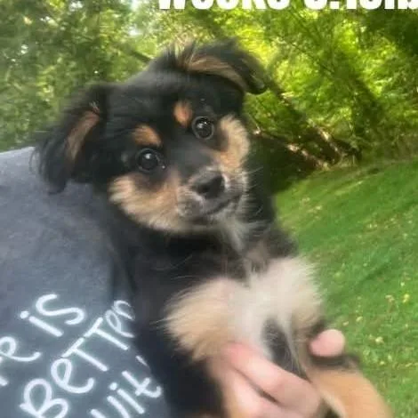 A baby small-sized male Black Shepherd dog named Stavo for adoption in Alexandria, VA