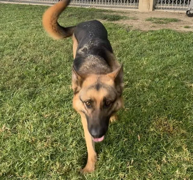 A young medium-sized male German Shepherd Dog dog named Jingle for adoption in Riverside, CA