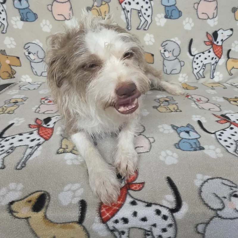 An adult small-sized female Brown / Chocolate Terrier dog named Mavis for adoption in Dallas, GA