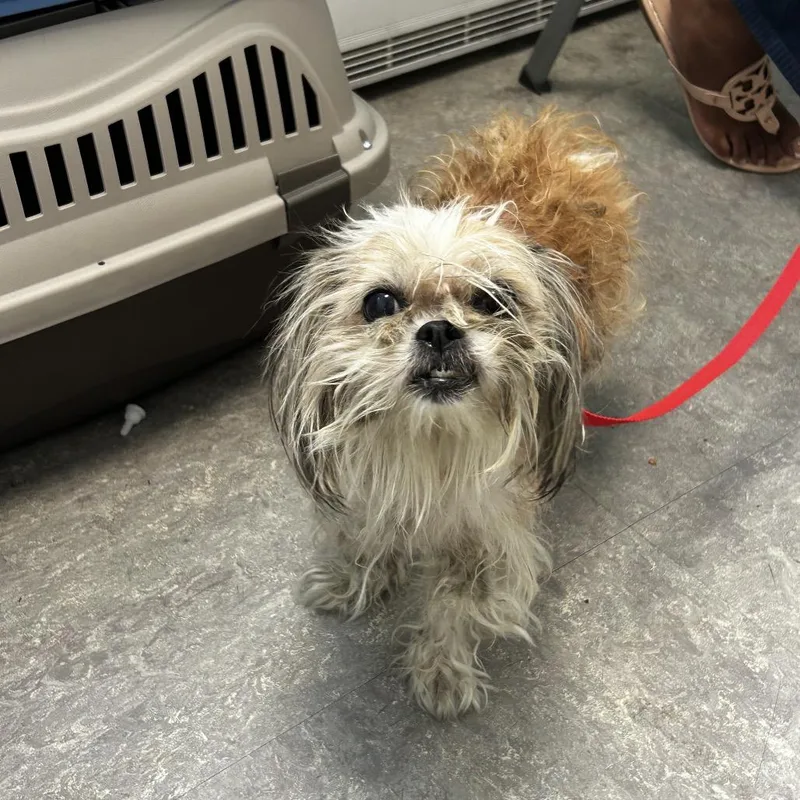 A senior small-sized female Yellow / Tan / Blond / Fawn Mixed Breed dog named Pearl for adoption in Tunkhannock, PA