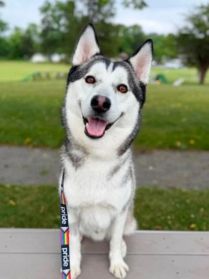An adult large-sized male Siberian Husky dog named Koda for adoption in West Chester, PA